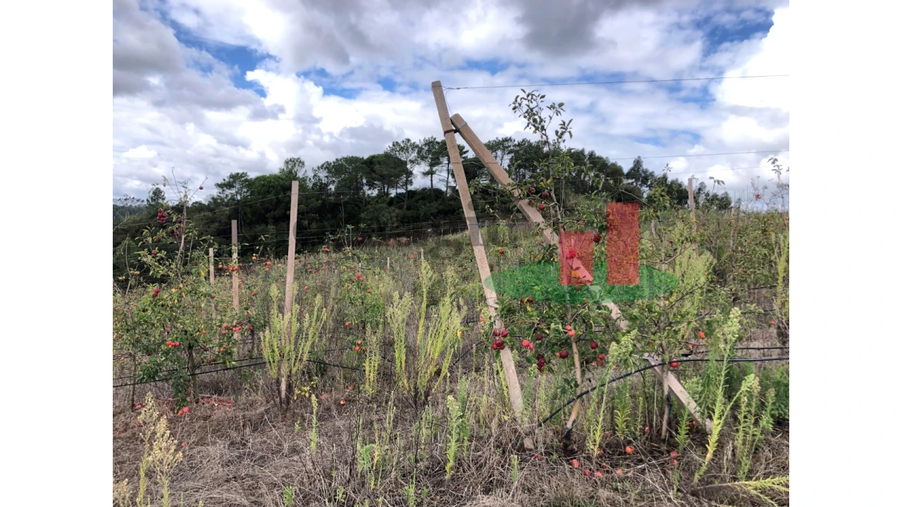 Terreno para Venda em Carvalhal Benfeito Foto 4