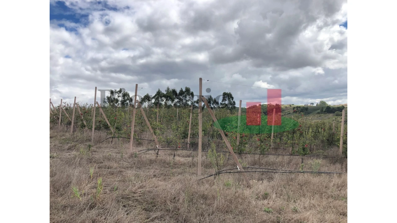 Terreno para Venda em Carvalhal Benfeito Foto 3