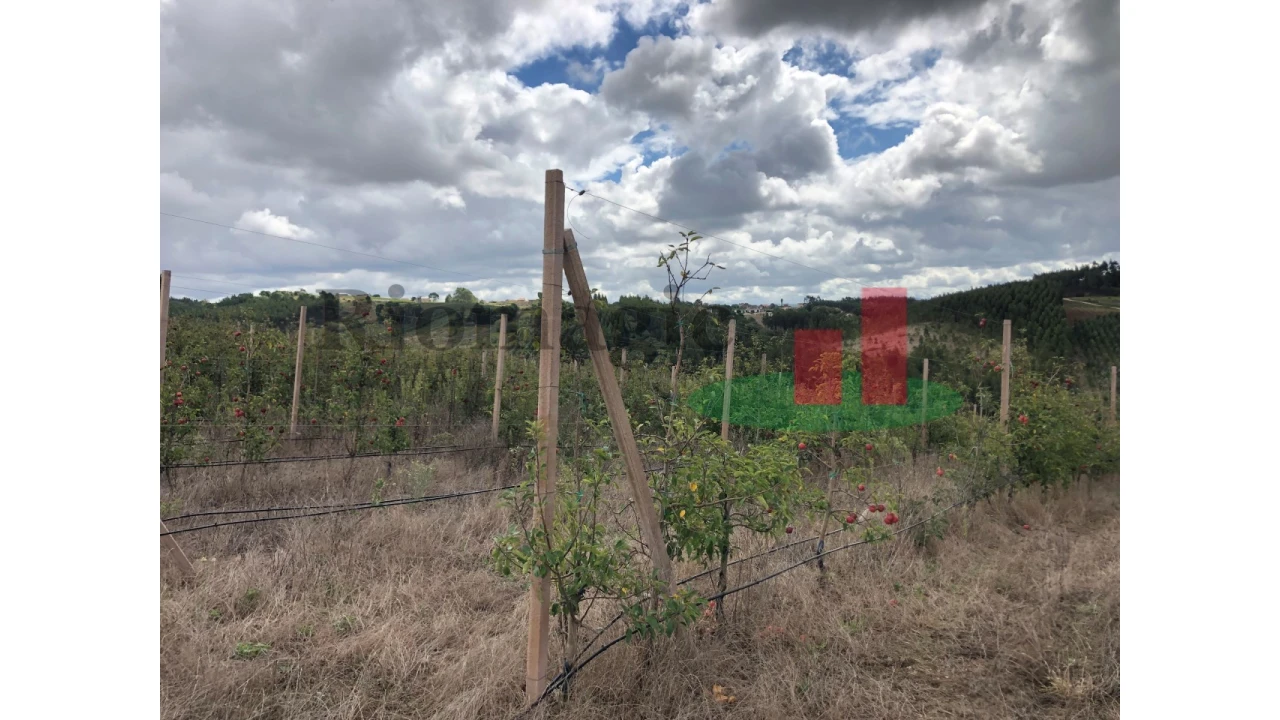 Terreno para Venda em Carvalhal Benfeito Foto 5