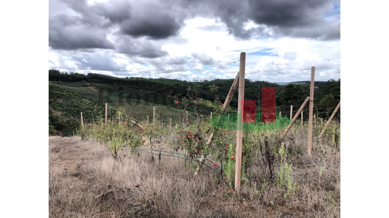 Terreno para Venda em Carvalhal Benfeito Foto 7