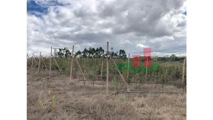 Terreno para Venda em Carvalhal Benfeito Foto 3