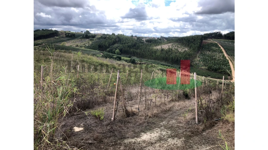 Terreno para Venda em Carvalhal Benfeito Foto 2