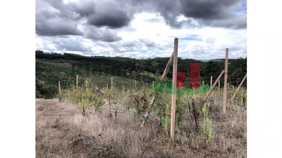 Terreno para Venda em Carvalhal Benfeito Foto 7