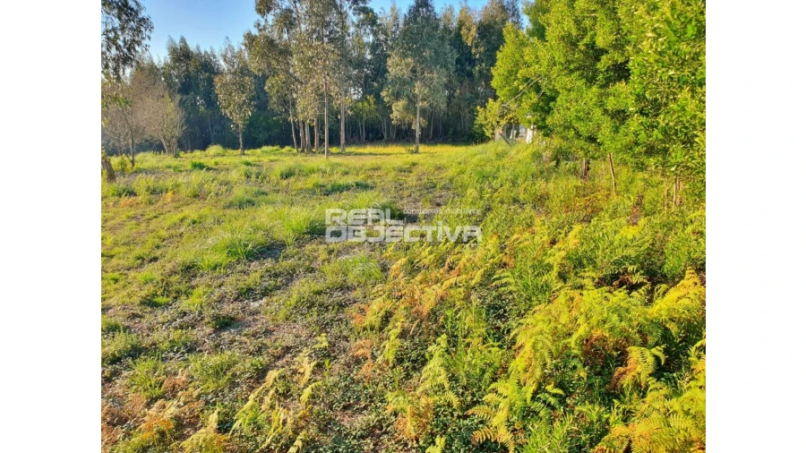 Terreno para Venda em Rio Meão Foto 5