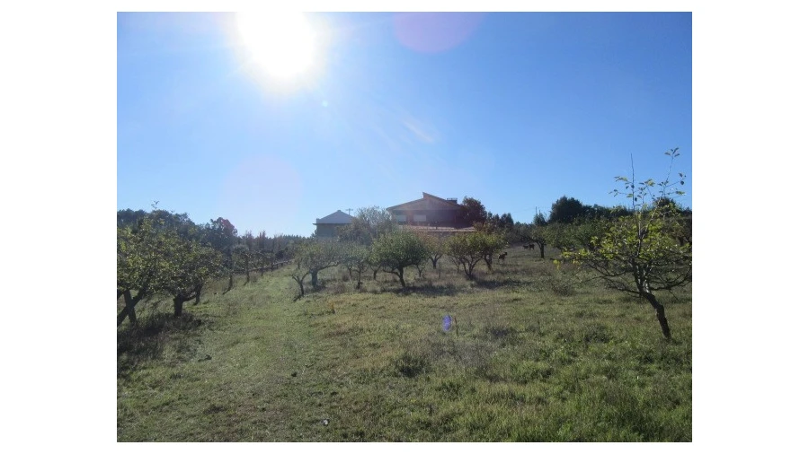 Quinta T5 para Venda em Monte Real e Carvide Foto 25