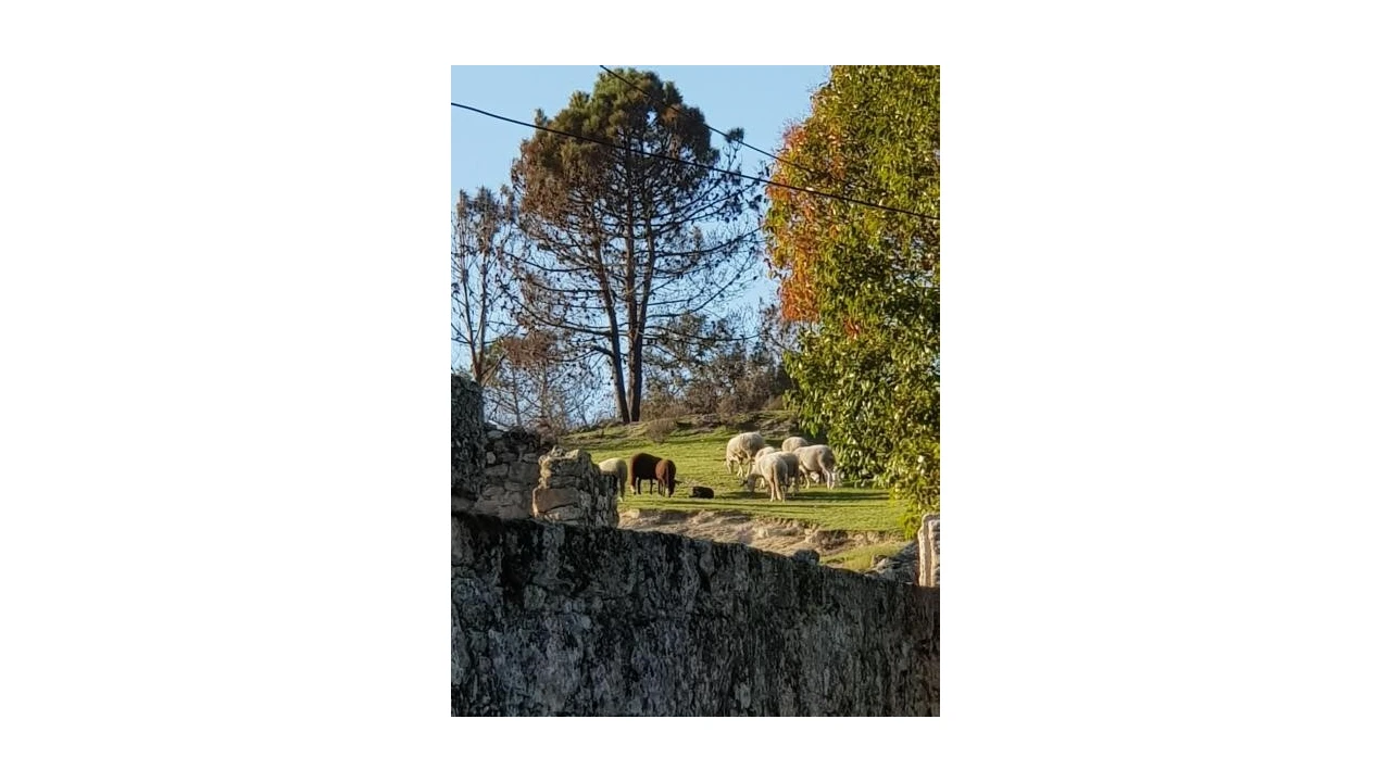 Quinta T20 para Venda em Abrunhosa-A-Velha Foto 13