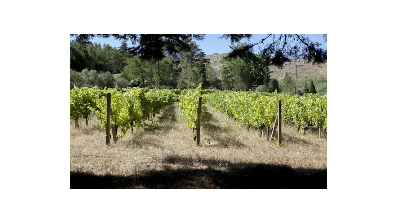 Quinta T20 para Venda em Abrunhosa-A-Velha Foto 16