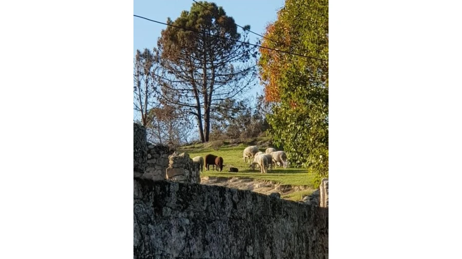 Quinta T20 para Venda em Abrunhosa-A-Velha Foto 13