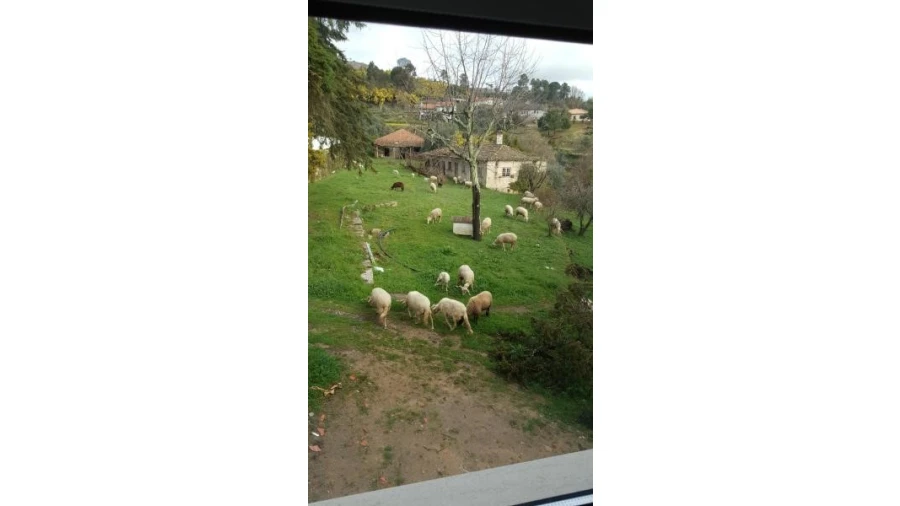 Quinta T20 para Venda em Abrunhosa-A-Velha Foto 14