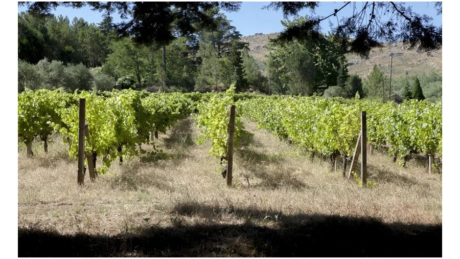 Quinta T20 para Venda em Abrunhosa-A-Velha Foto 16