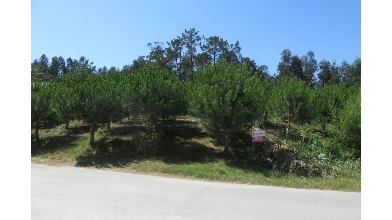Terreno para Venda em Monte Real e Carvide Foto 5