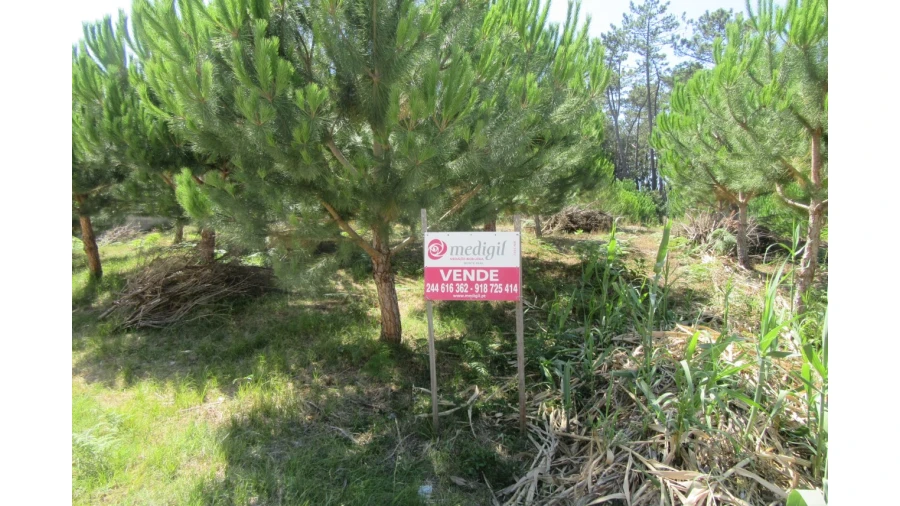 Terreno para Venda em Monte Real e Carvide Foto 2