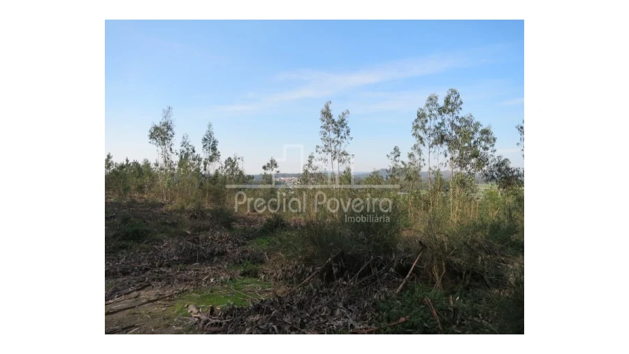 Terreno para Venda em Cristelo