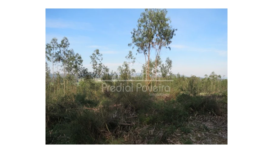 Terreno para Venda em Cristelo Foto 2