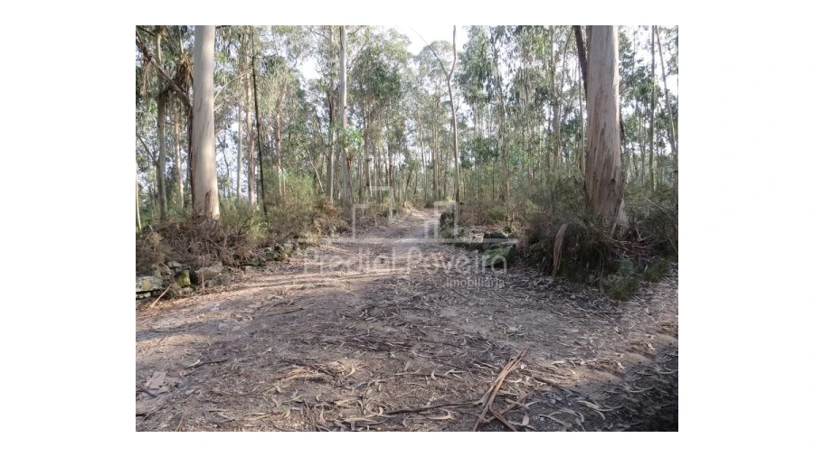 Terreno para Venda em Cristelo Foto 9