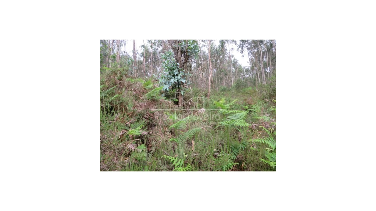 Terreno para Venda em Gondifelos, Cavalões e Outiz Foto 5