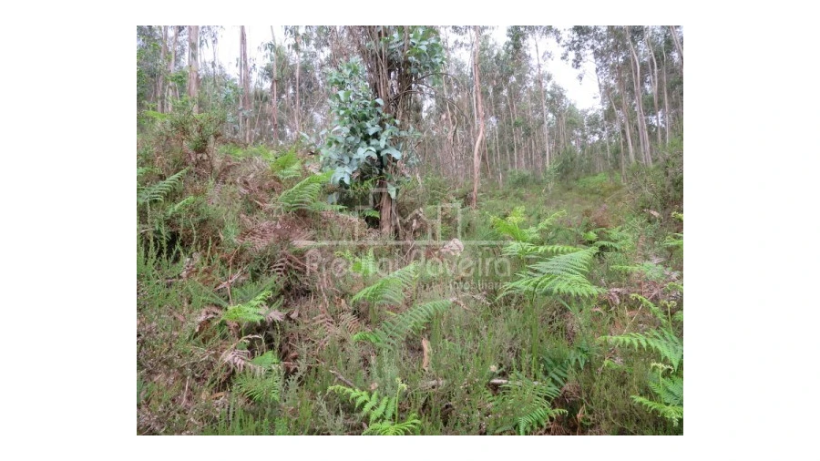 Terreno para Venda em Gondifelos, Cavalões e Outiz Foto 5