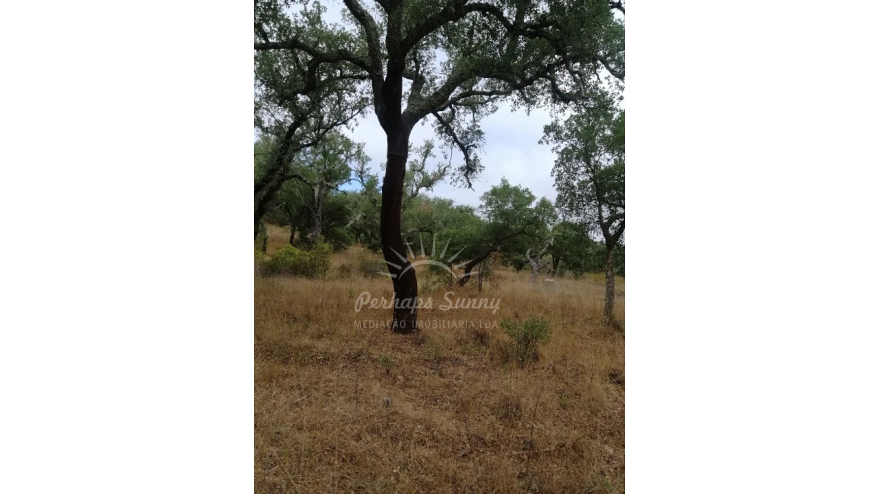 Terreno Agricola ou Rústico para Venda em Grândola e Santa Margarida da Serra Foto 7
