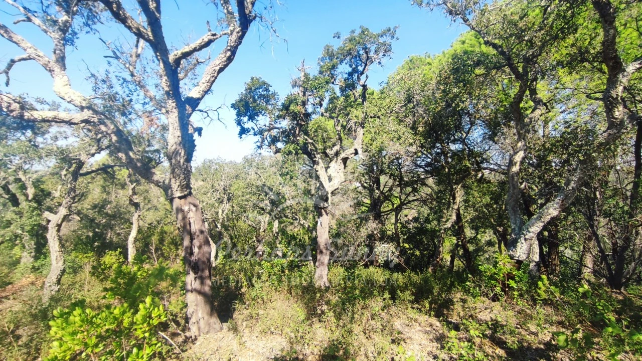 Terreno Agricola ou Rústico para Venda em São Francisco da Serra Foto 10