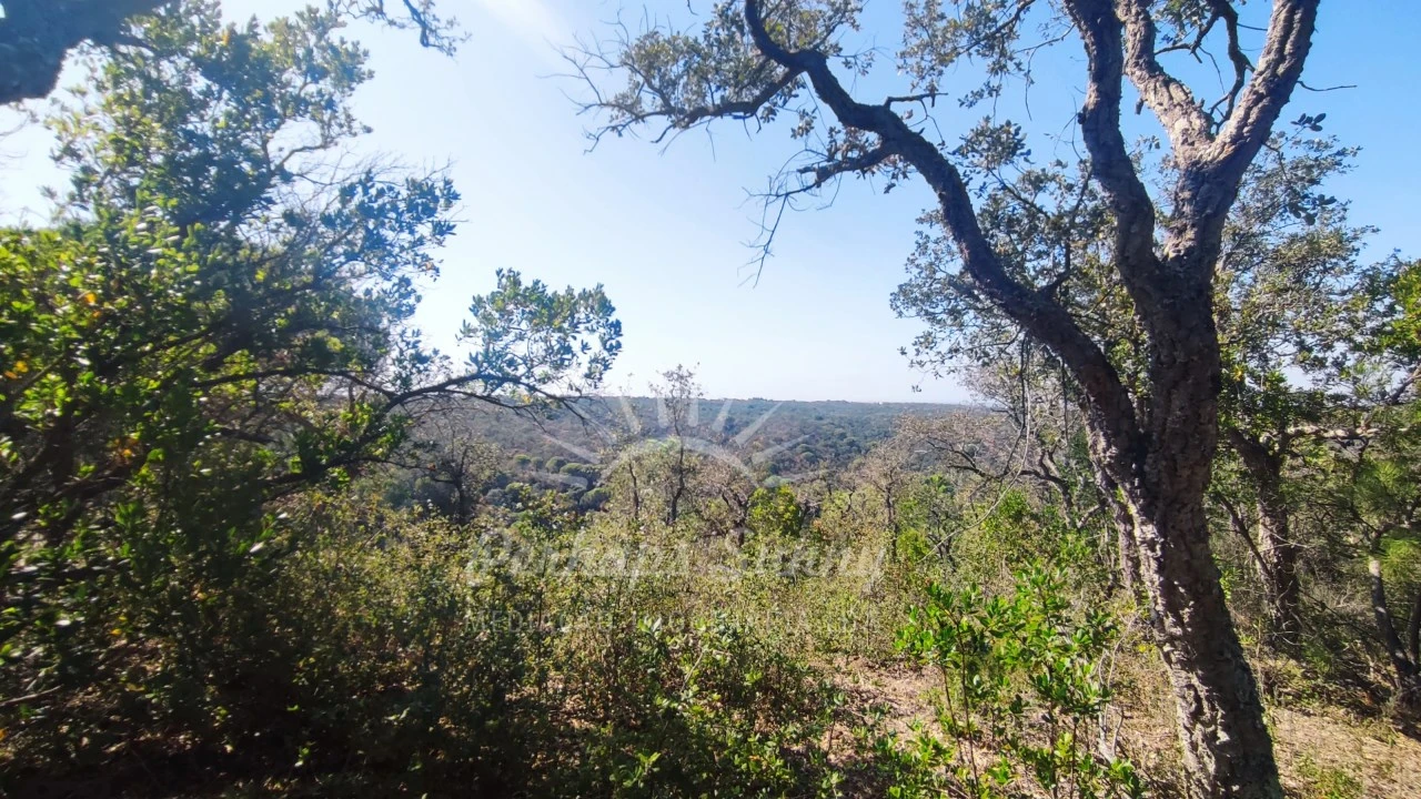 Terreno Agricola ou Rústico para Venda em São Francisco da Serra Foto 8
