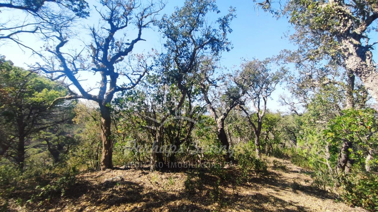 Terreno Agricola ou Rústico para Venda em São Francisco da Serra Foto 13