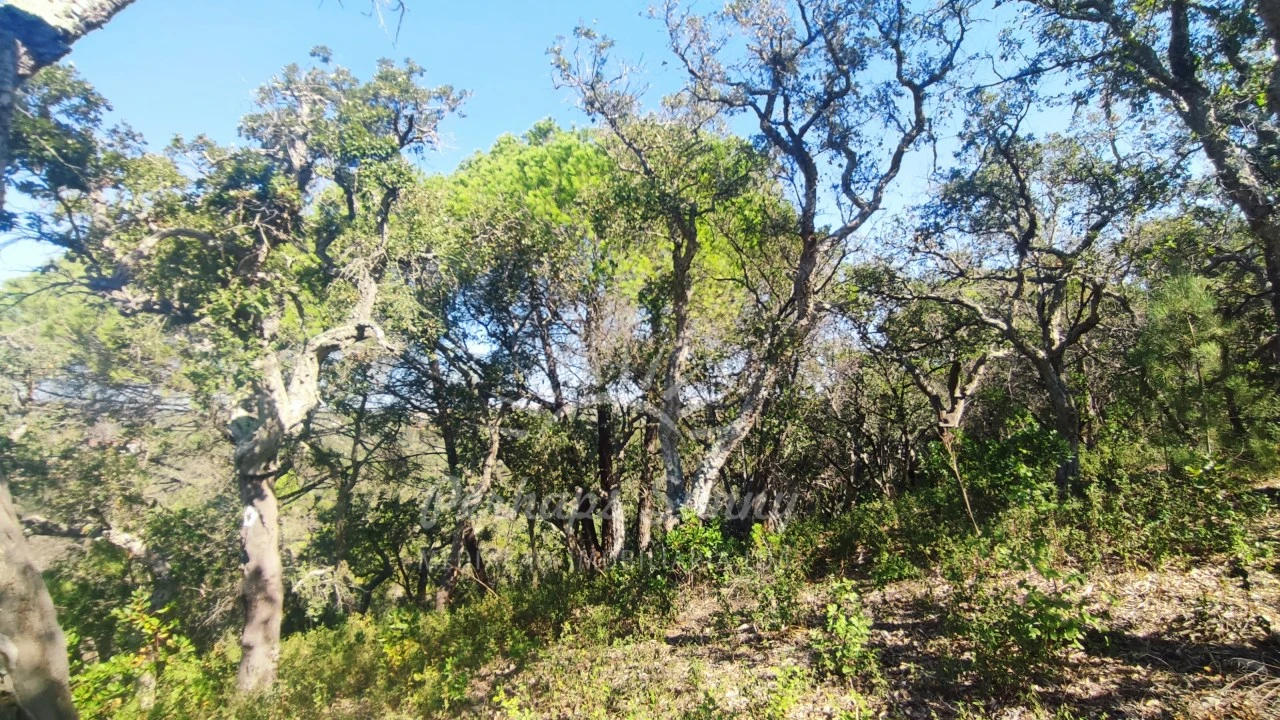 Terreno Agricola ou Rústico para Venda em São Francisco da Serra Foto 15