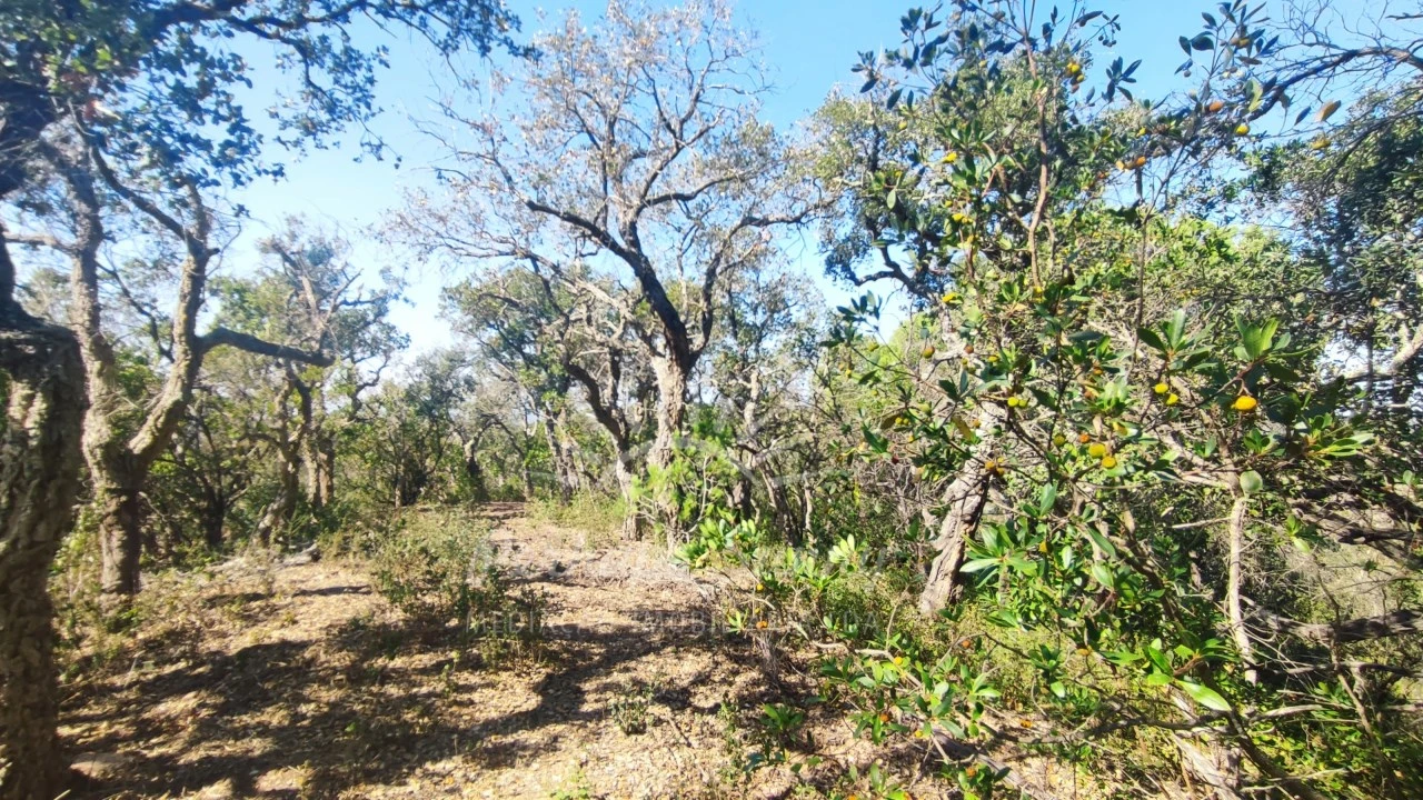 Terreno Agricola ou Rústico para Venda em São Francisco da Serra Foto 19