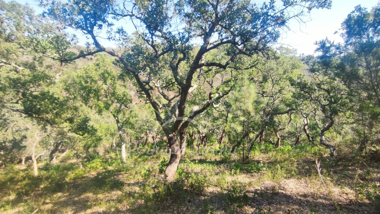 Terreno Agricola ou Rústico para Venda em São Francisco da Serra Foto 28