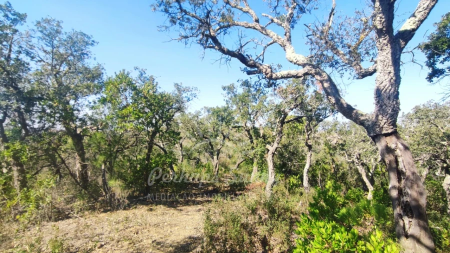 Terreno Agricola ou Rústico para Venda em São Francisco da Serra Foto 3