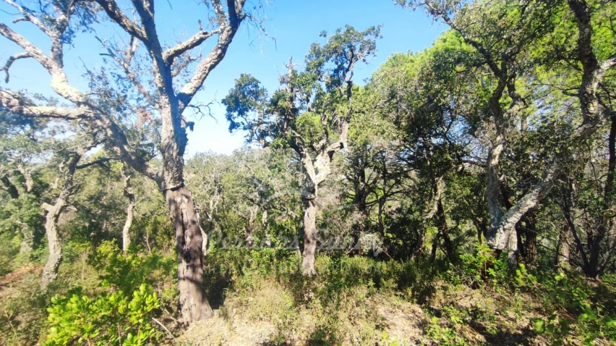 Terreno Agricola ou Rústico para Venda em São Francisco da Serra Foto 10