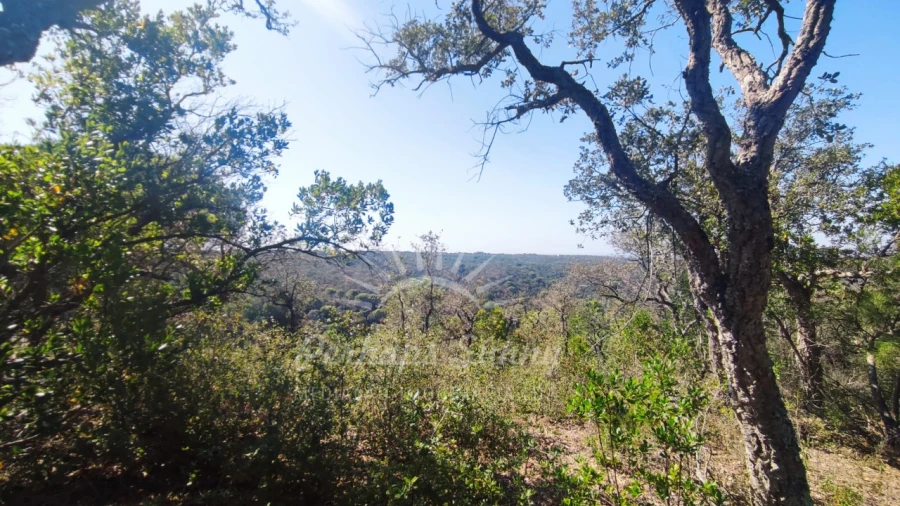 Terreno Agricola ou Rústico para Venda em São Francisco da Serra Foto 8