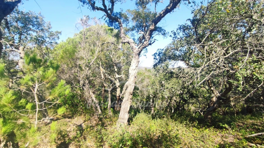 Terreno Agricola ou Rústico para Venda em São Francisco da Serra Foto 17