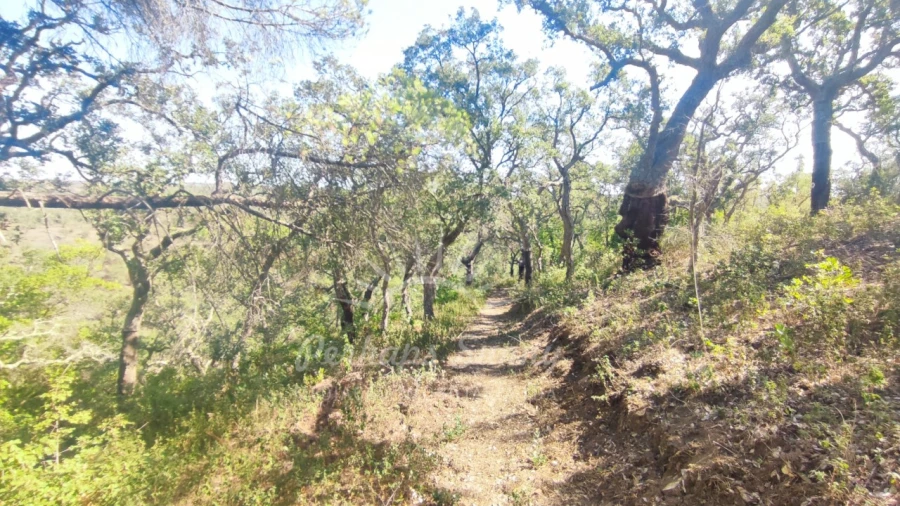 Terreno Agricola ou Rústico para Venda em São Francisco da Serra Foto 21