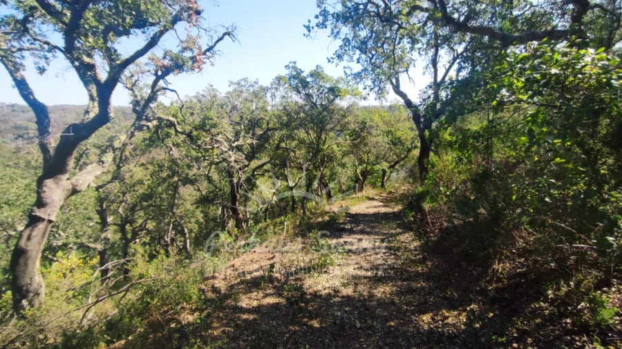 Terreno Agricola ou Rústico para Venda em São Francisco da Serra Foto 22