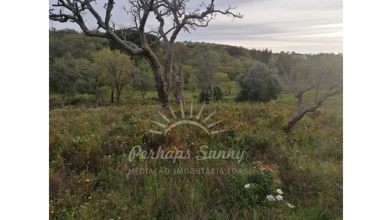 Terreno Misto para Venda em Grândola e Santa Margarida da Serra Foto 8