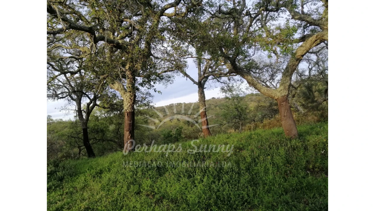 Terreno Misto para Venda em Grândola e Santa Margarida da Serra Foto 14