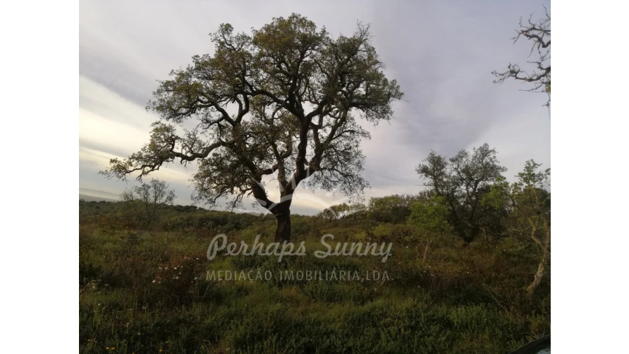 Terreno Misto para Venda em Grândola e Santa Margarida da Serra Foto 7