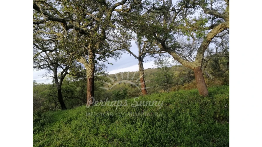 Terreno Misto para Venda em Grândola e Santa Margarida da Serra Foto 14