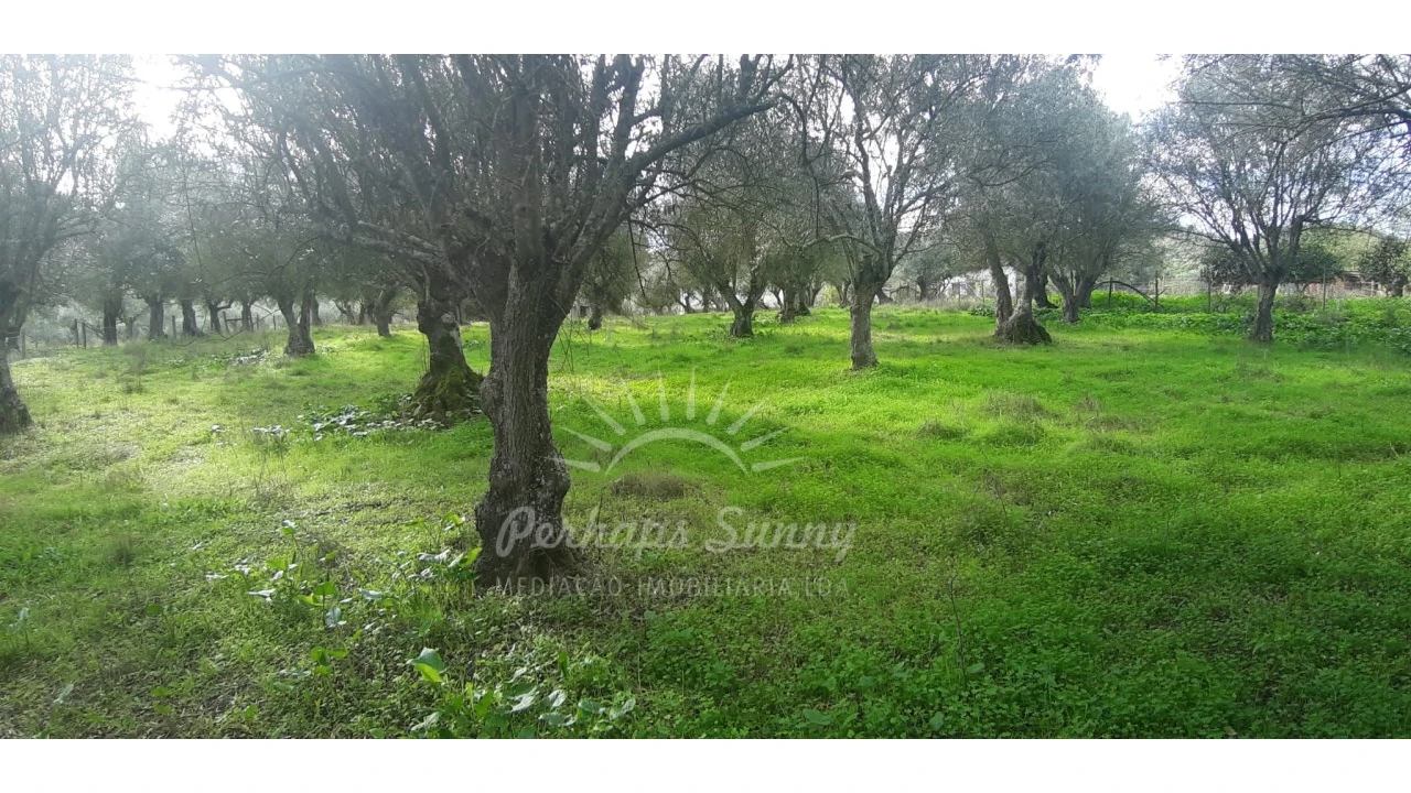 Terreno Misto para Venda em Grândola e Santa Margarida da Serra Foto 12