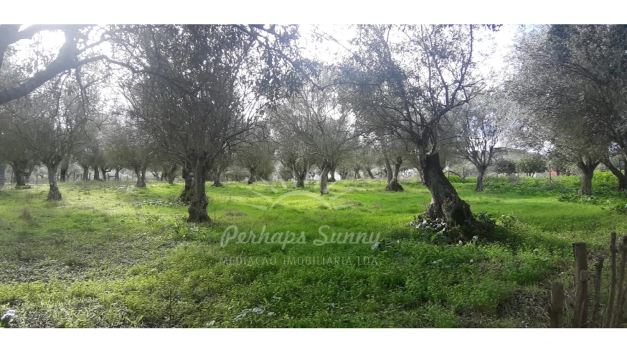 Terreno Misto para Venda em Grândola e Santa Margarida da Serra Foto 8