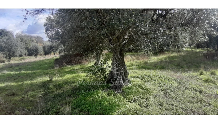 Terreno Misto para Venda em Grândola e Santa Margarida da Serra Foto 13