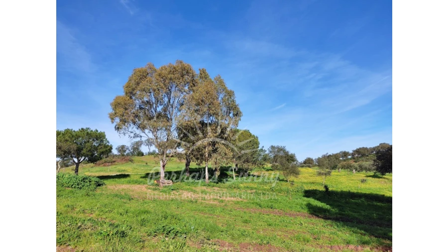 Terreno para Venda em Azinheira dos Barros e São Mamede do Sádão Foto 10