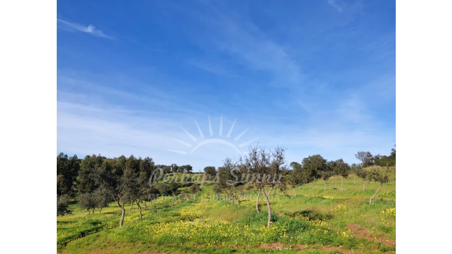 Terreno para Venda em Azinheira dos Barros e São Mamede do Sádão Foto 12