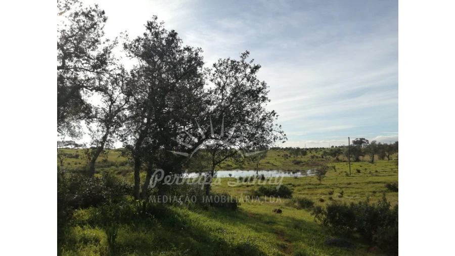 Terreno para Venda em Azinheira dos Barros e São Mamede do Sádão Foto 16