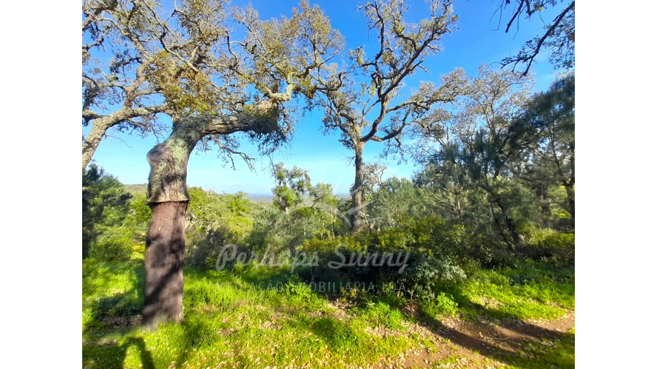 Terreno Agricola ou Rústico para Venda em Grândola e Santa Margarida da Serra Foto 4