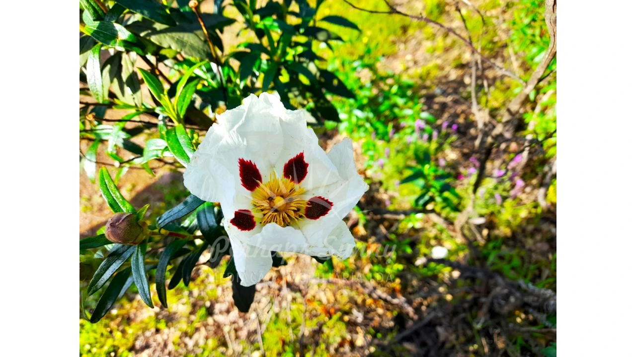 Terreno Agricola ou Rústico para Venda em Grândola e Santa Margarida da Serra Foto 5