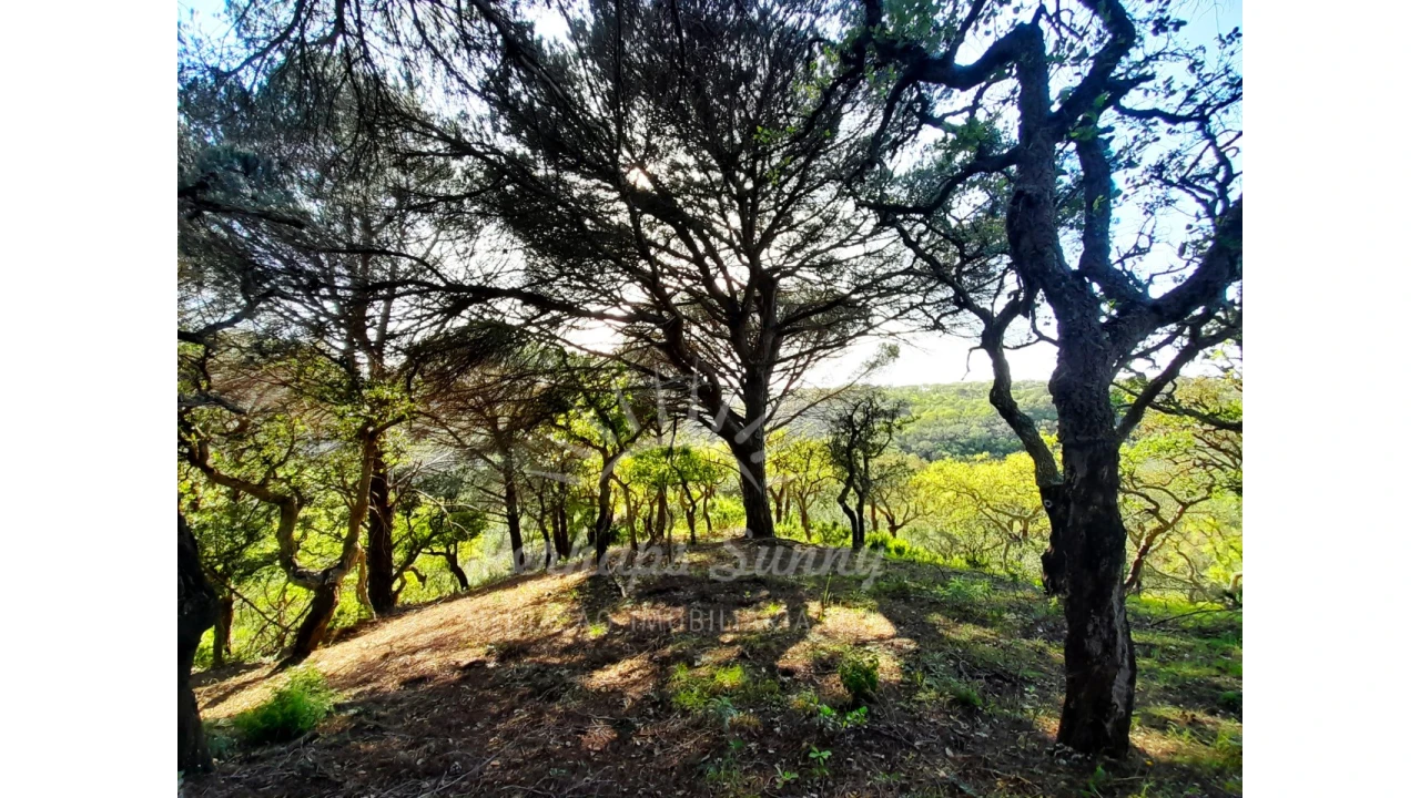 Terreno Agricola ou Rústico para Venda em Grândola e Santa Margarida da Serra Foto 7