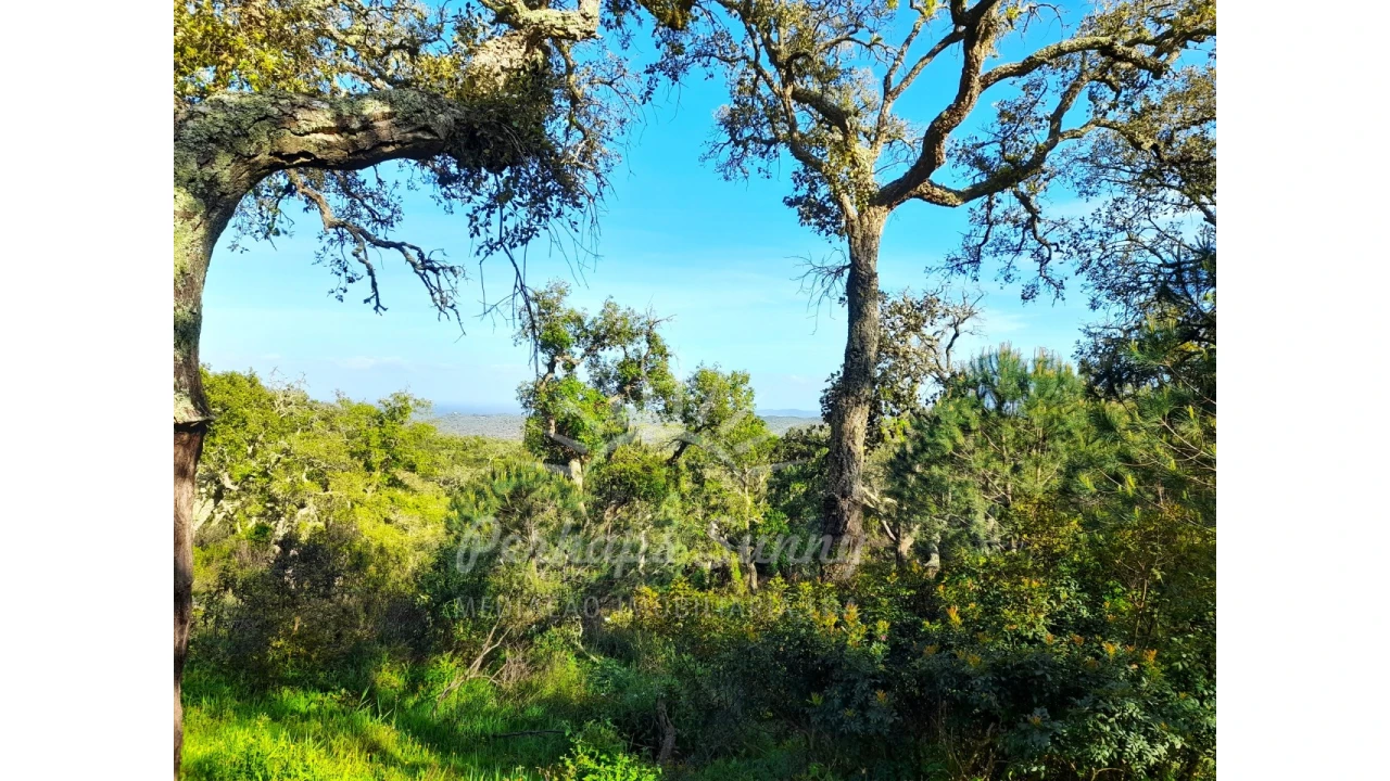 Terreno Agricola ou Rústico para Venda em Grândola e Santa Margarida da Serra Foto 9