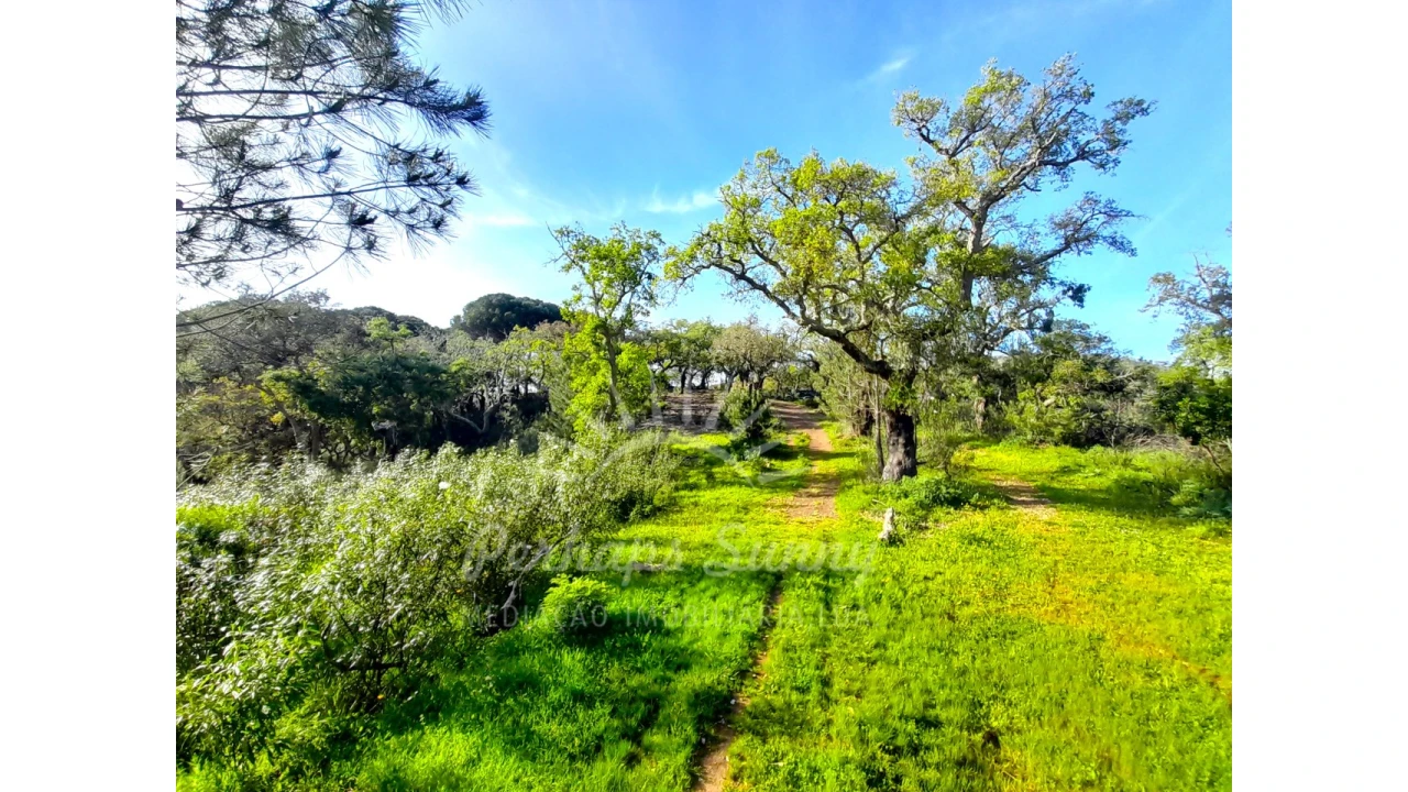 Terreno Agricola ou Rústico para Venda em Grândola e Santa Margarida da Serra Foto 10