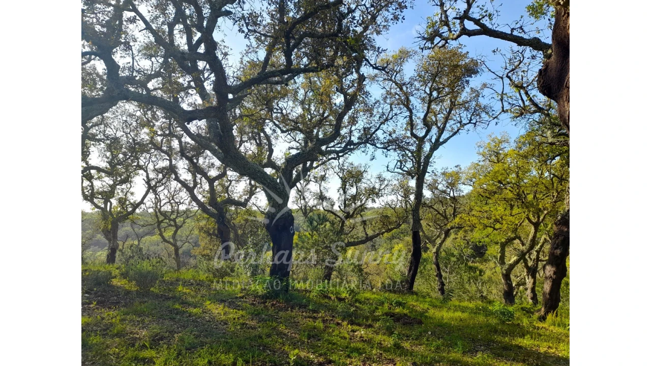 Terreno Agricola ou Rústico para Venda em Grândola e Santa Margarida da Serra Foto 11